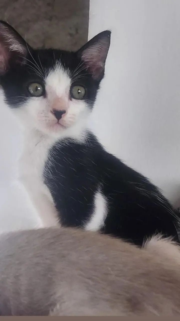 Gatas disponíveis para adoção  - Foto 2