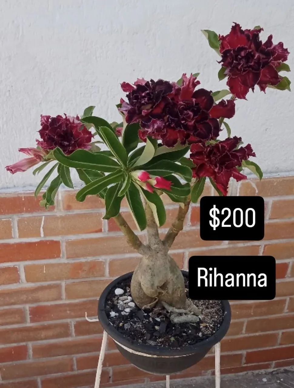 Rosas do deserto enxertadas vários galhos , NA PROMOÇÃO  - Foto 4