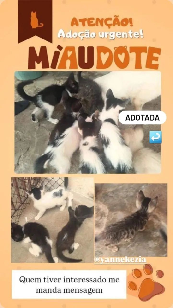 GATINHOS PARA ADOÇÃO |OBS: O GATINHO COM MANCHA EM FORMA DE CORAÇÃO É FÊMEA. 