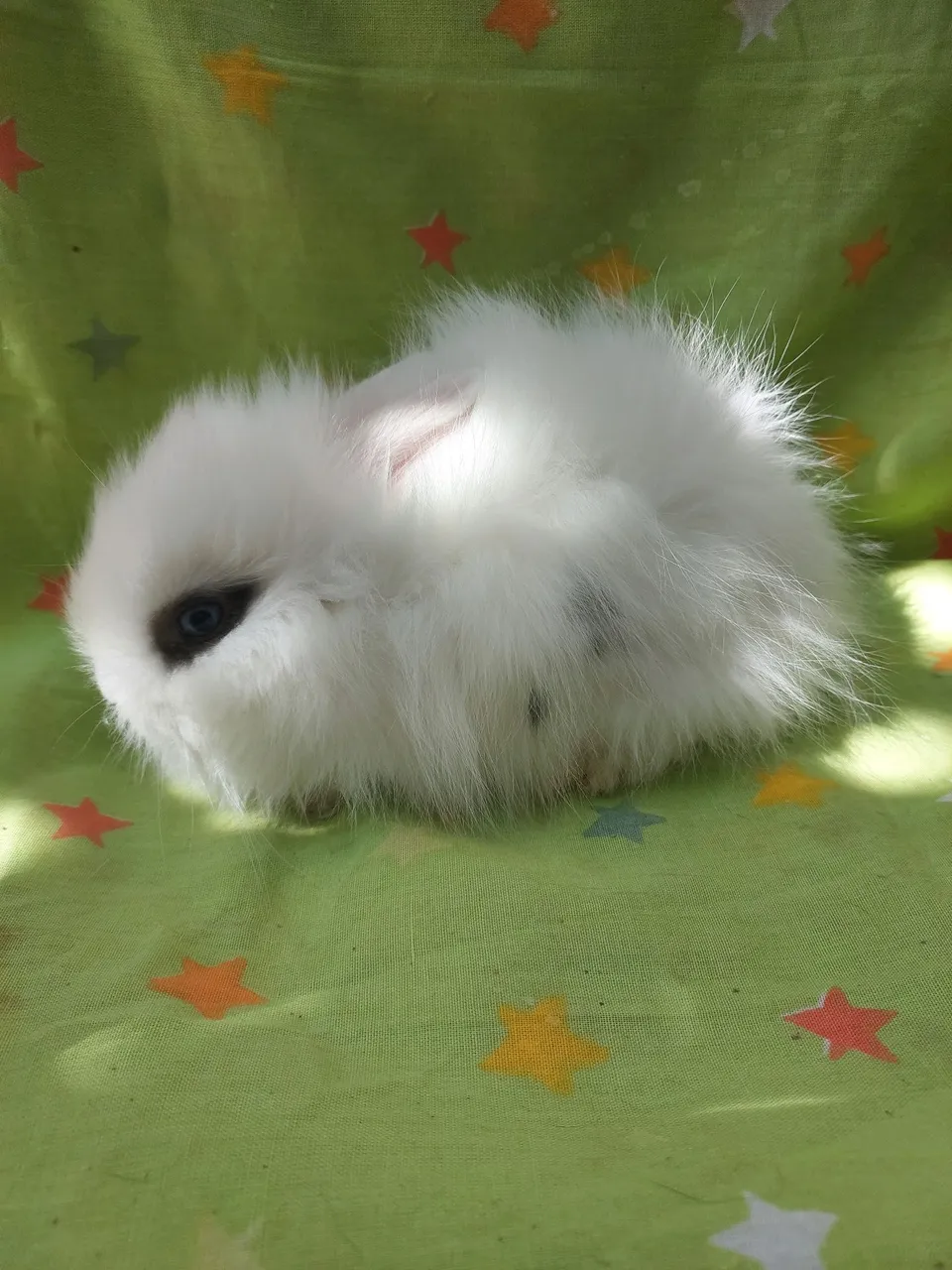 Coelho raça mini lion