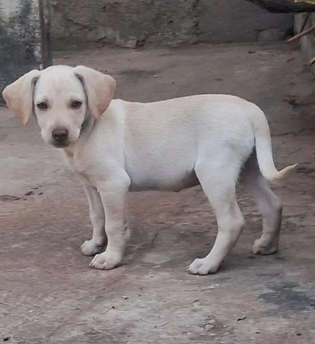 Filhote Cachorro labrador macho