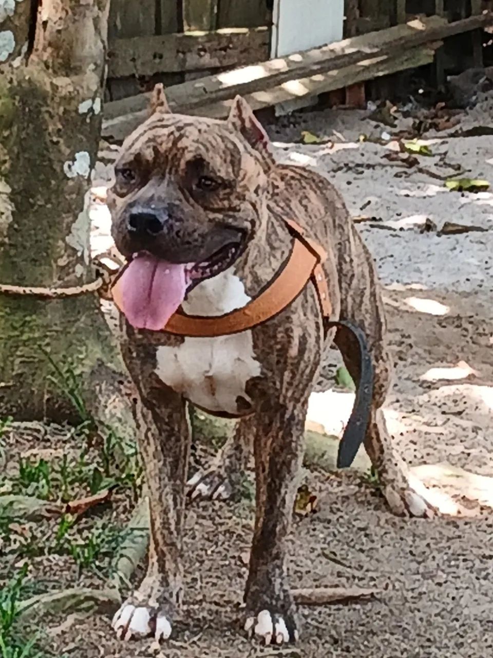 Pitbull puro  - Foto 2