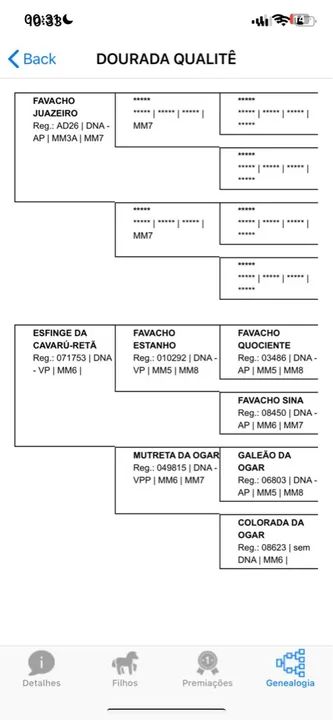 Egua Mangalarga Marchador registrada  - Foto 3