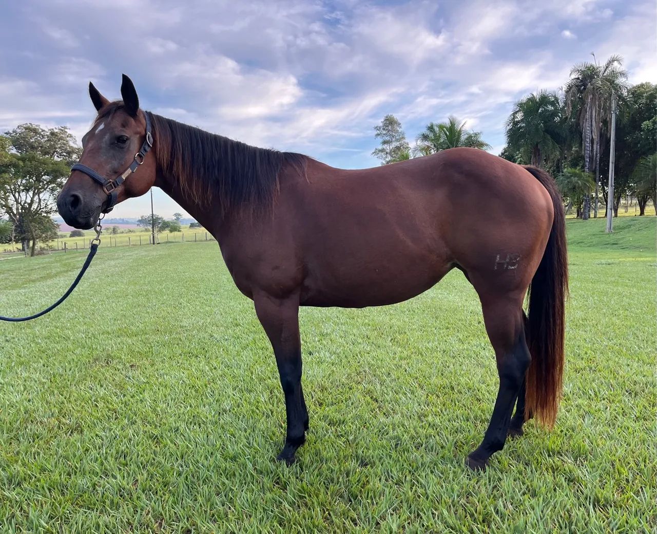 Egua QM Pura Prenhe garanhão Cremelo