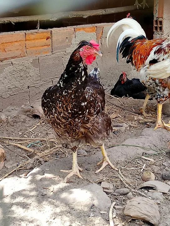 Ovos galados GSB  - Foto 4