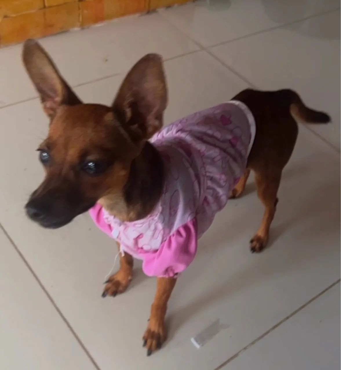 Pinscher adulto fêmea. - Foto 4