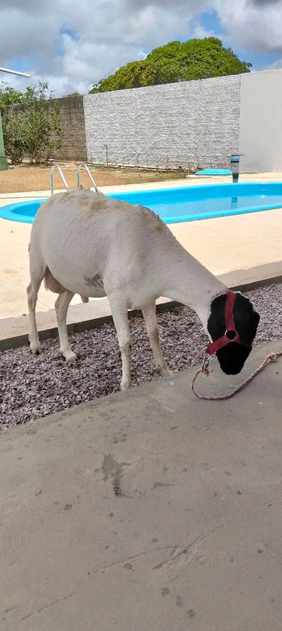 Carneiro soinga com pouco mais de ano  - Foto 3