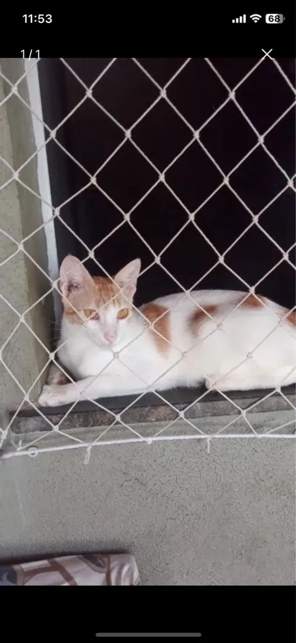 Gato dócil lindo para adoção 