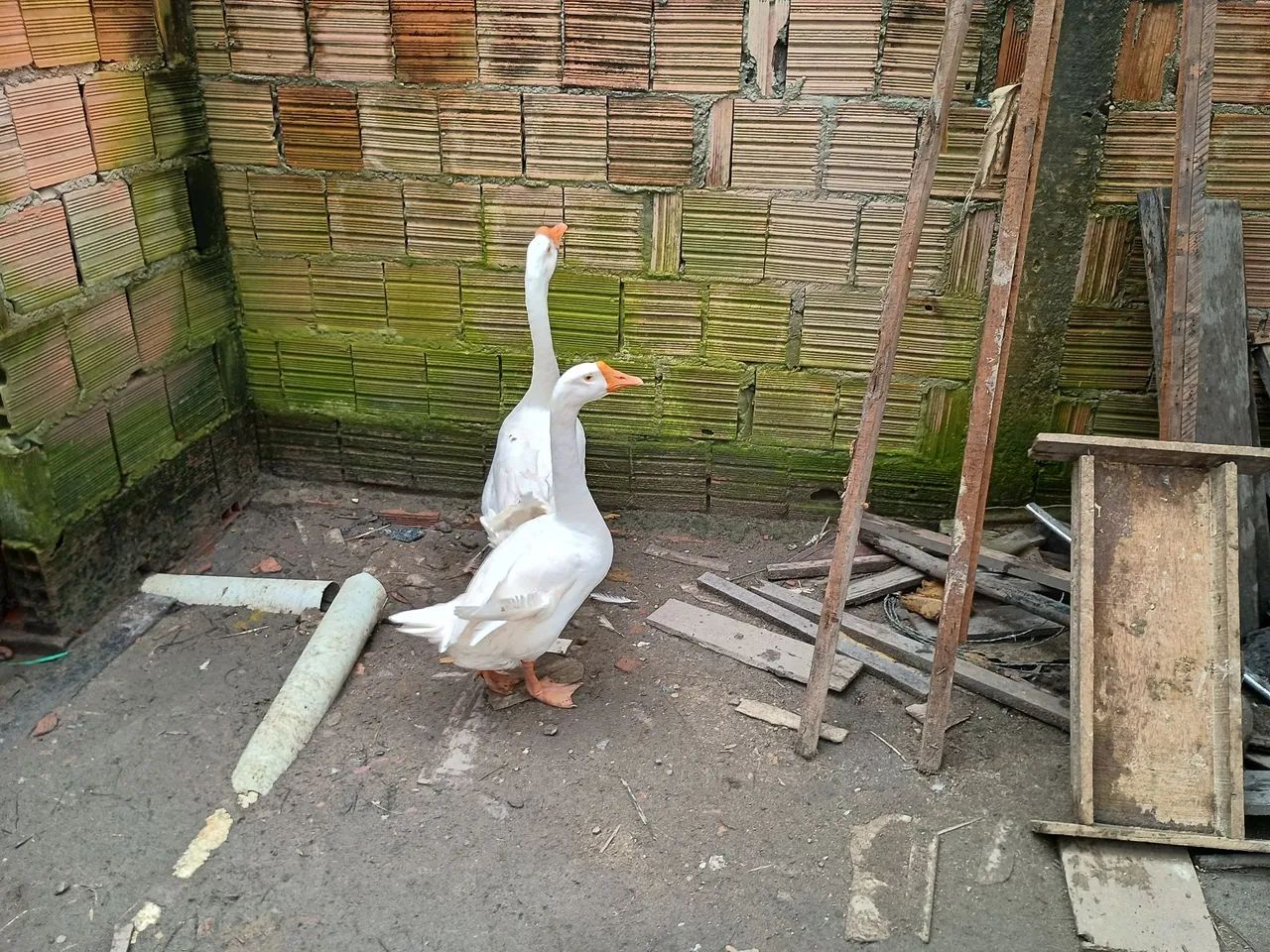 Casal de gansos  - Foto 2