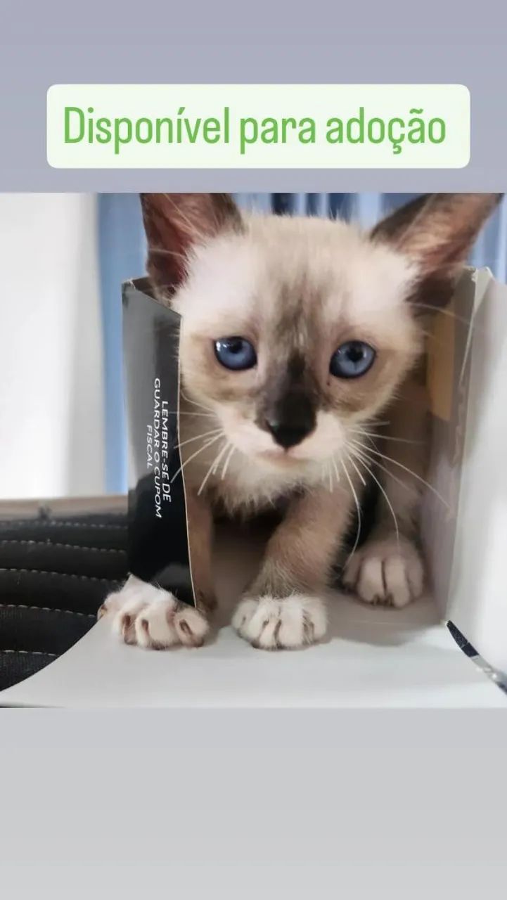 Gatas disponíveis para adoção 