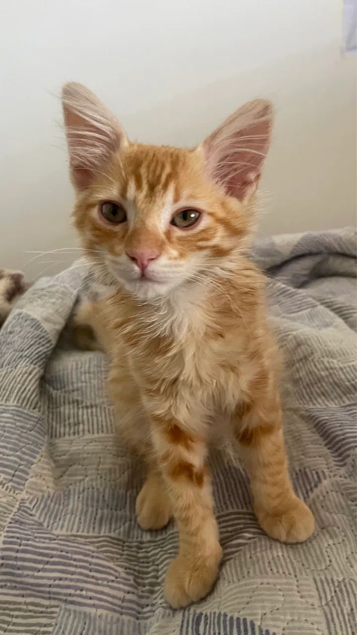 Doa-se filhote de gatinho laranja 3 meses  - Foto 3