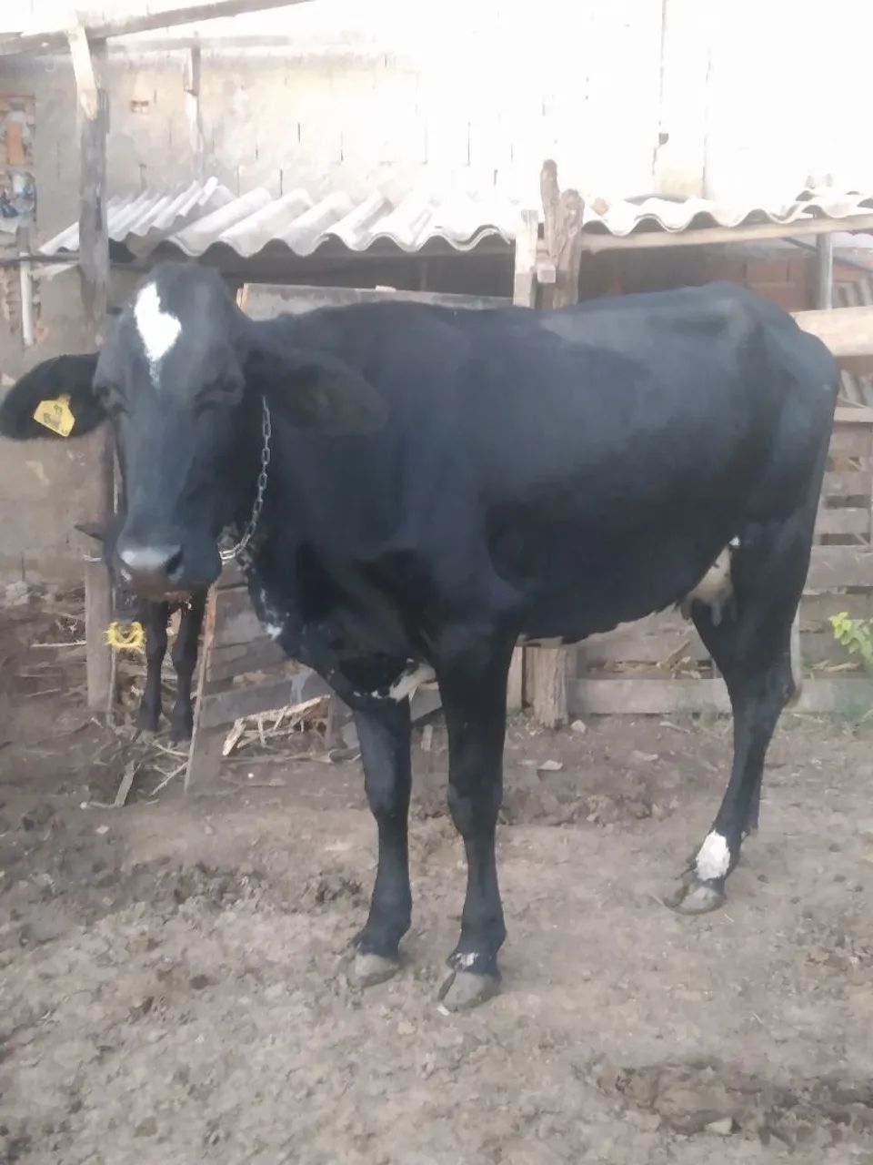 Vaca