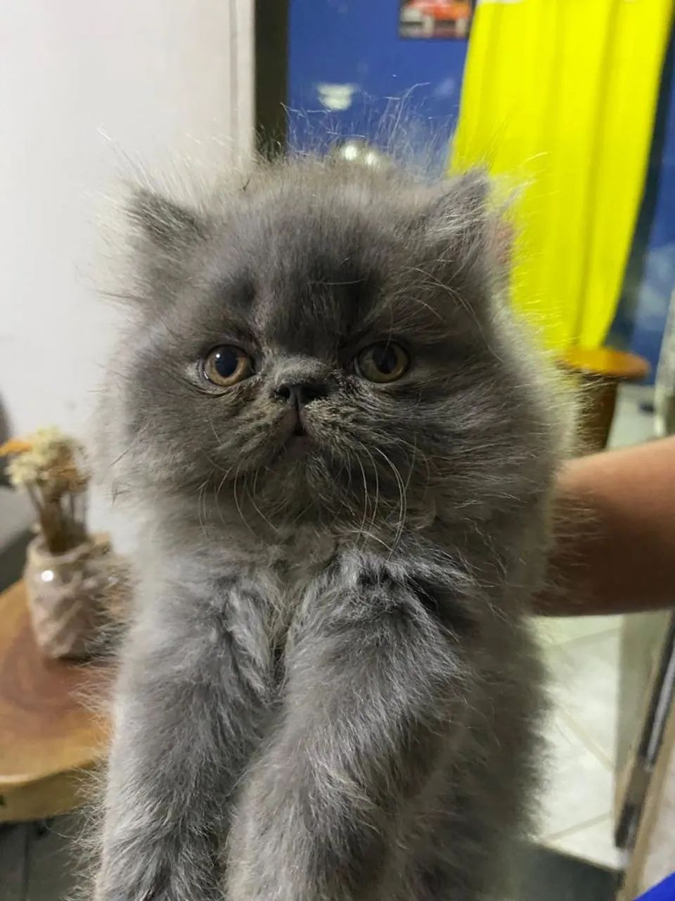 Vendo lindos filhotes de gatos persa  - Foto 2