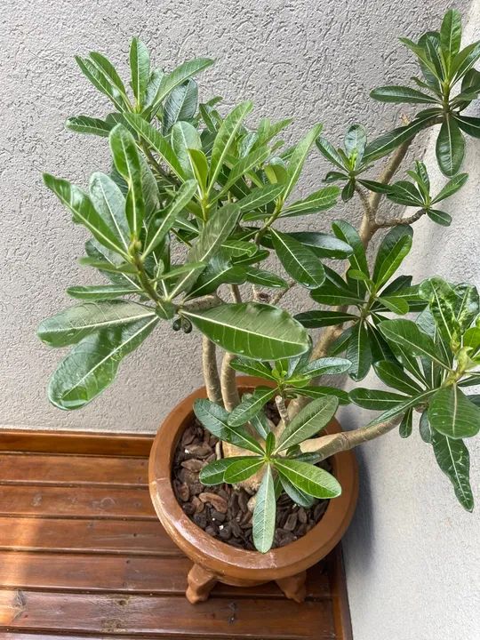 Rosa do Deserto 7 anos - para os que amam plantas - Foto 3