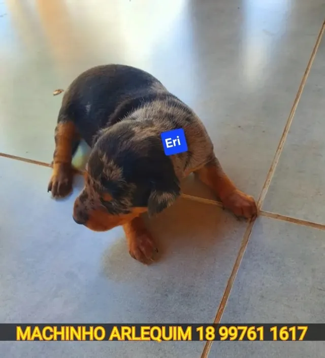 Pinscher filhotes
