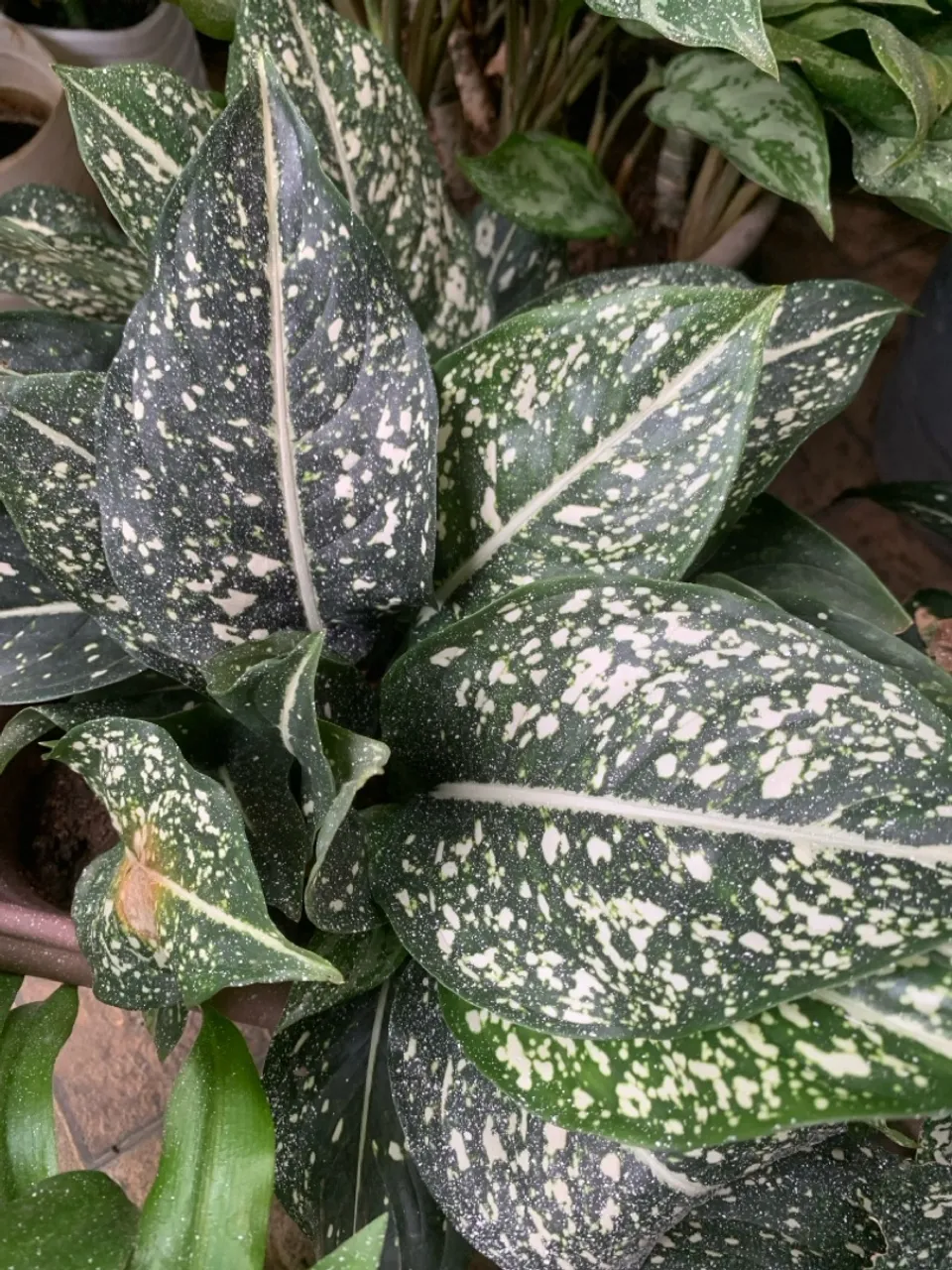 Plantas ornamentais 