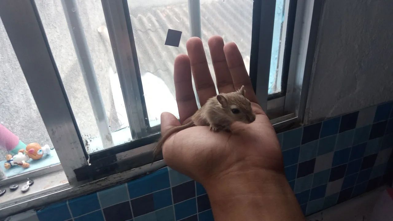 Gerbil fofinho  - Foto 2
