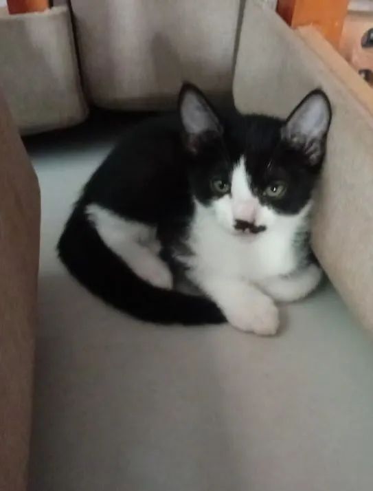 Gatinho adorável com bigode em busca de um lar!