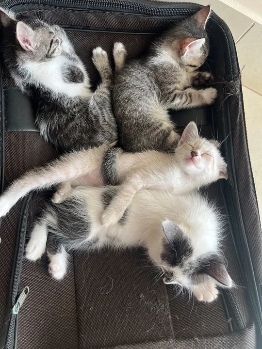 Gatinhos fofinhos para adoção - Foto 4