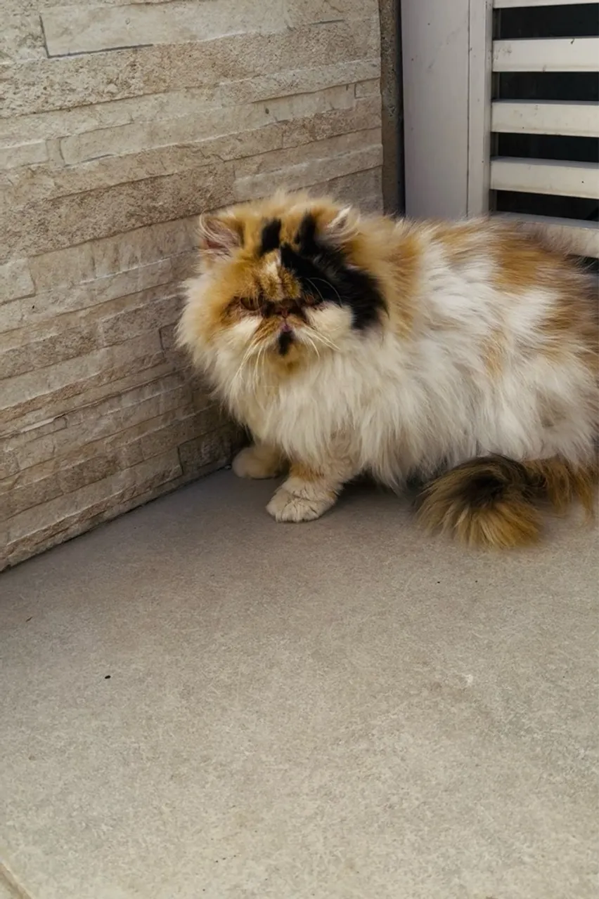 Gata persa tricolor
