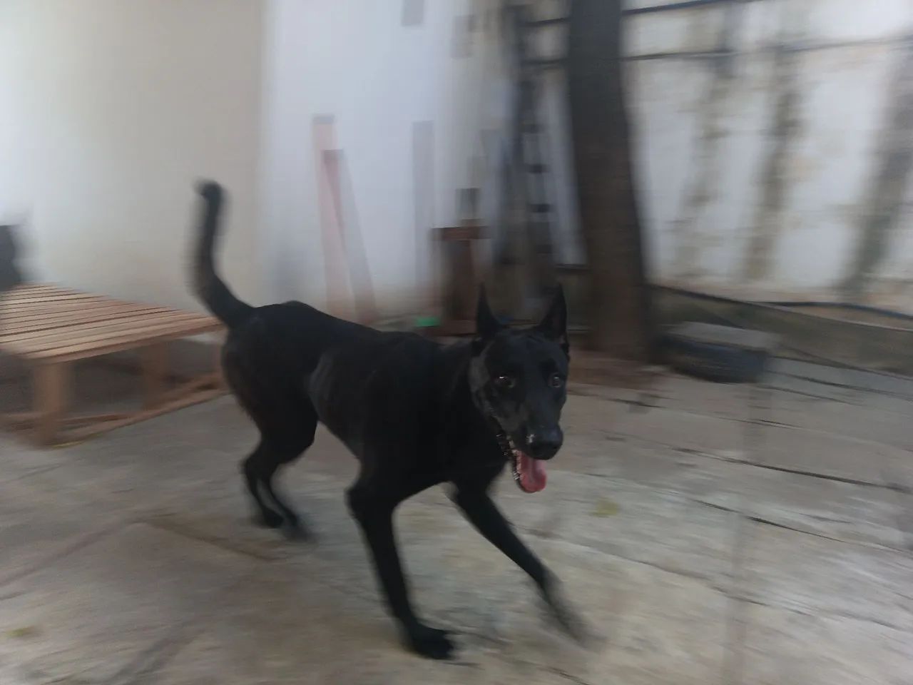 Pastor Belga Malinois  - Foto 4