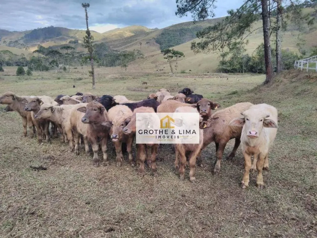 Fazenda com 43 Alqueires à venda de porteira fechada- São José do Barreiro/SP