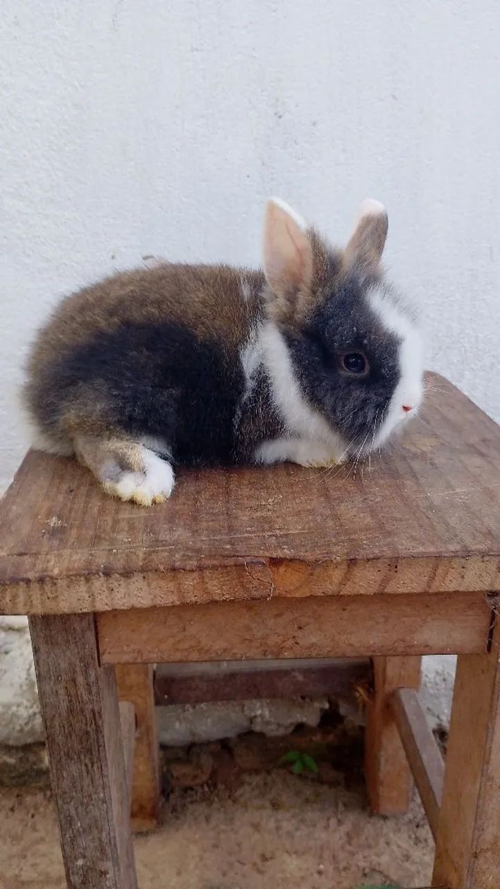 Coelho Anão Fofo para Adoção - Foto 4