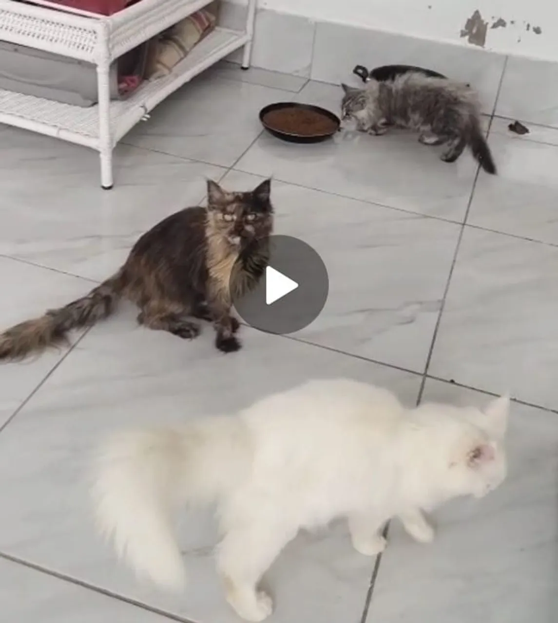 Gatos gigante