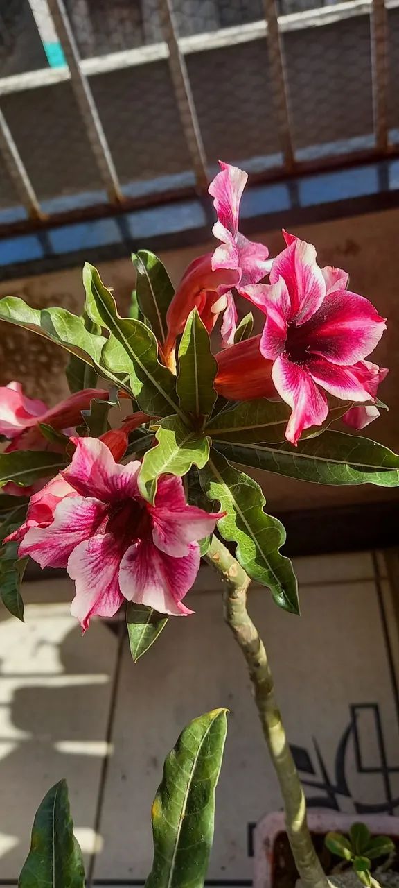 Rosa d d buque e perfumada(d galho)30 cm - Foto 5