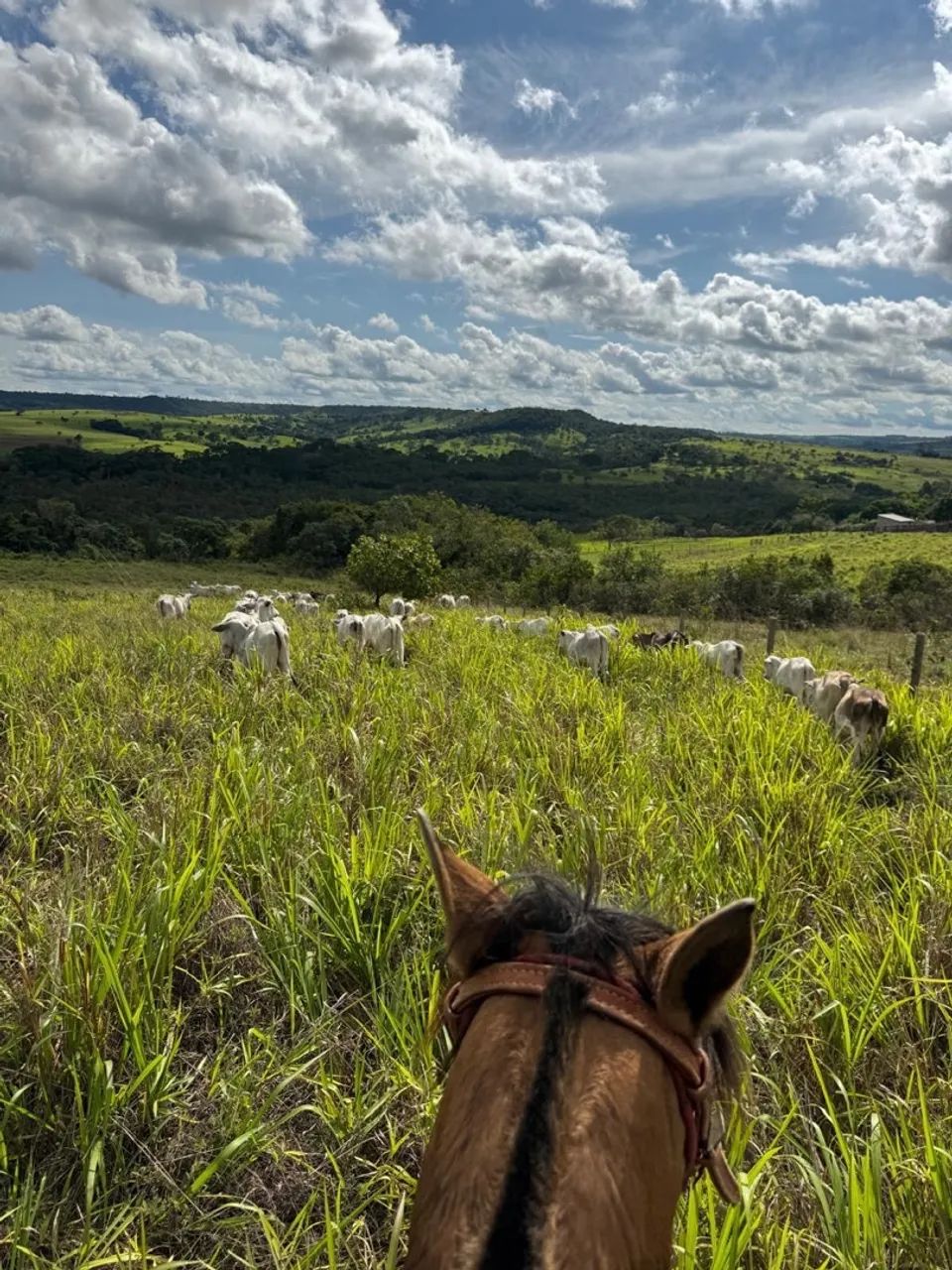 Fazenda de 25.5 alqueires  - Foto 2