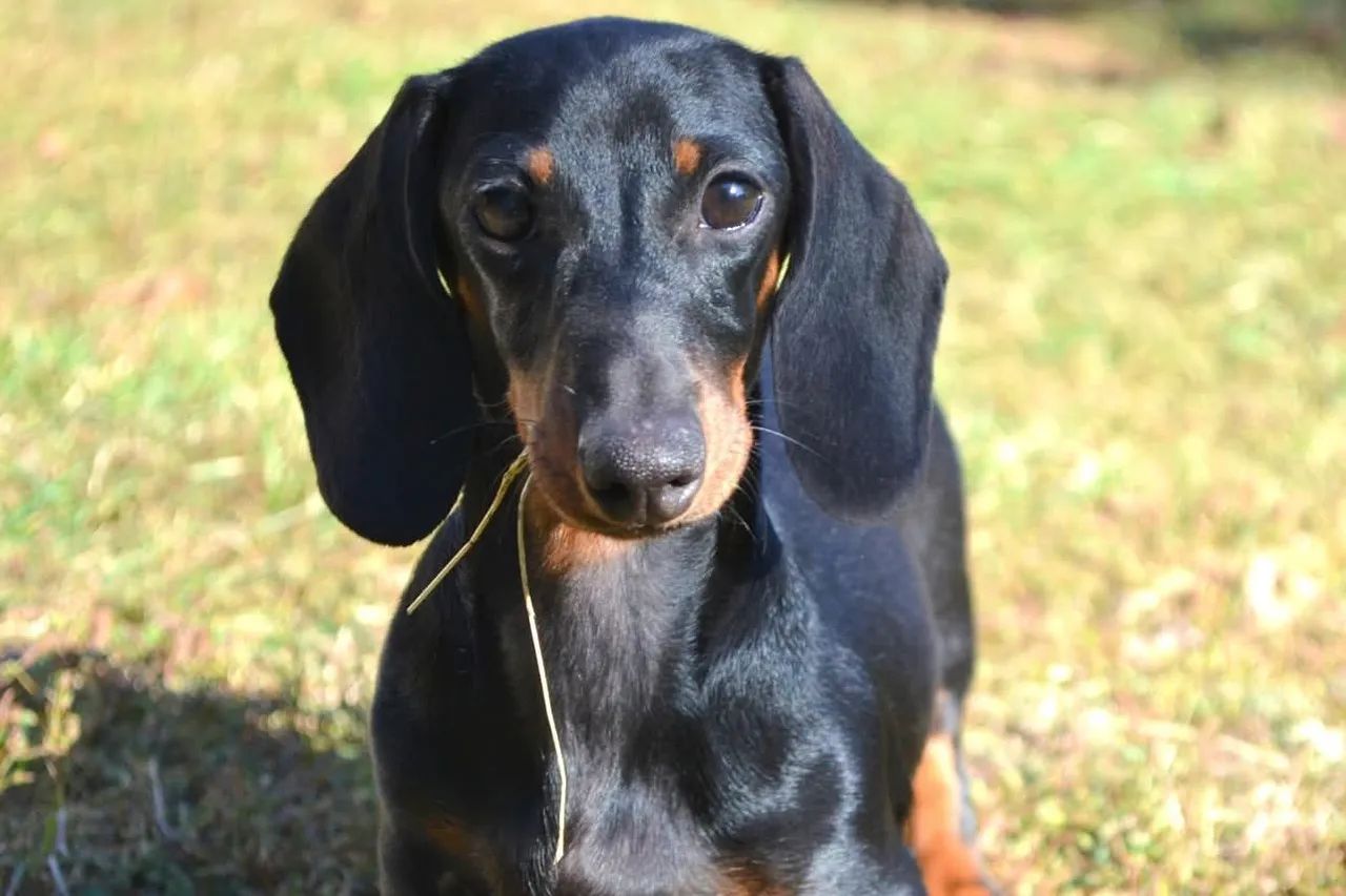 SEU MELHOR AMIGO ESTÁ AQUI !  - Foto 5