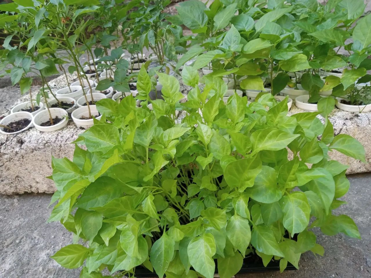 Hidroponia  - Foto 4
