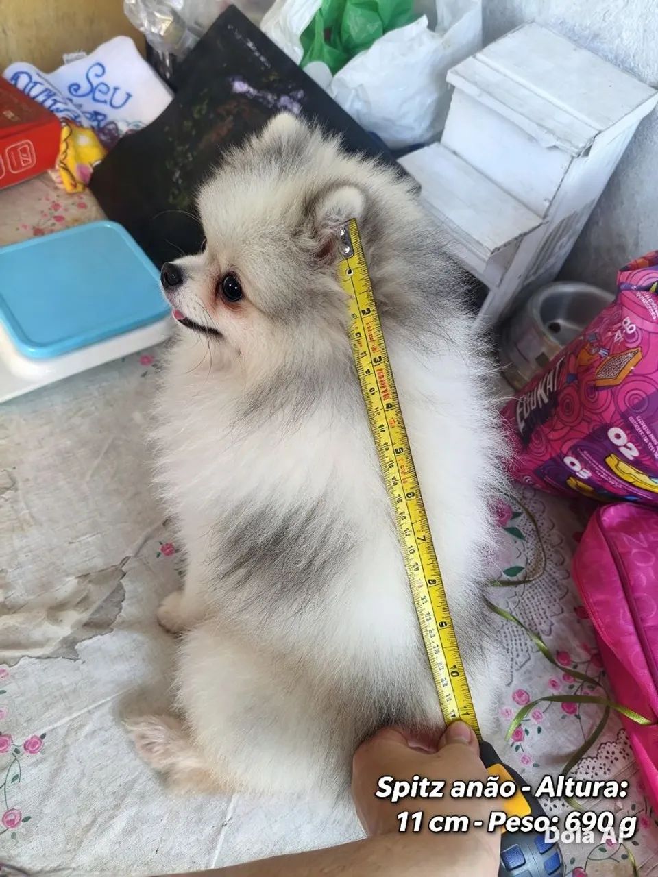 Spitz-anão machinho   - Foto 3
