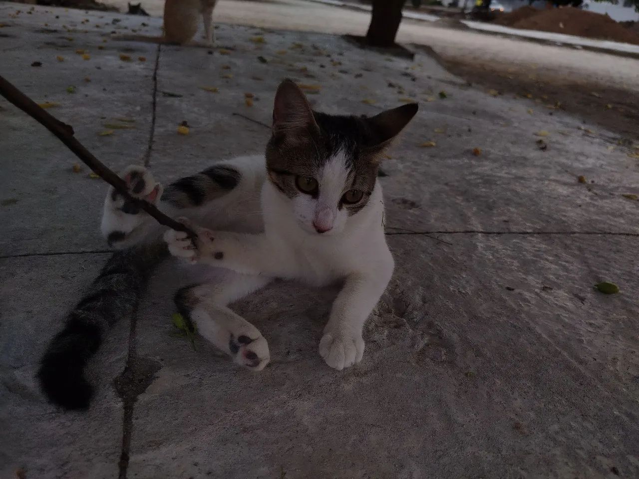 Gata fêmea para adoção 