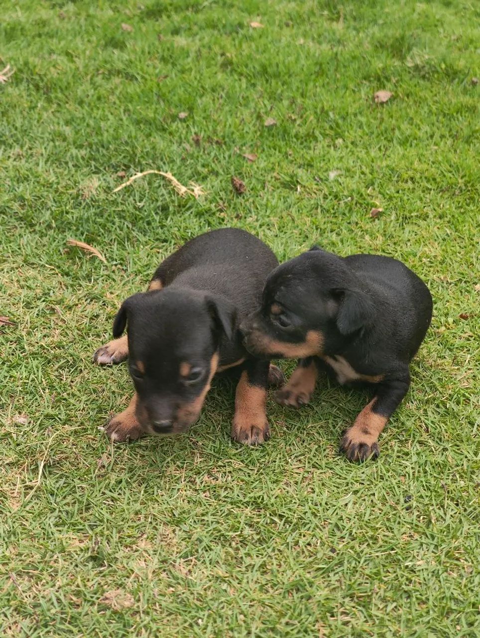 Filhotes de pinscher 1  - Foto 5