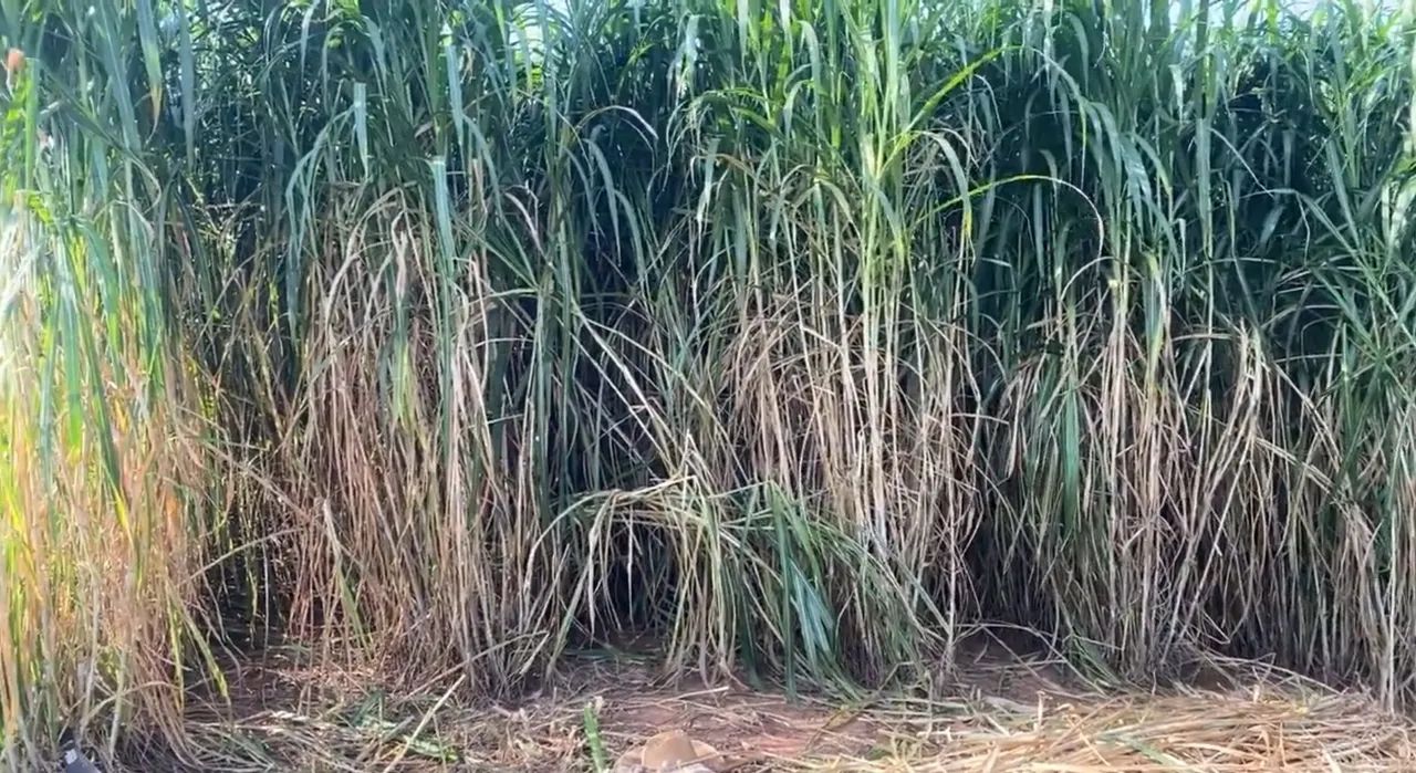 PLANTE CAPIAÇU NAS TROVOADAS E APROVEITAR O INVERNO TENHO MUDAS GEMAS DISPONÍVE  A VENDA  - Foto 4