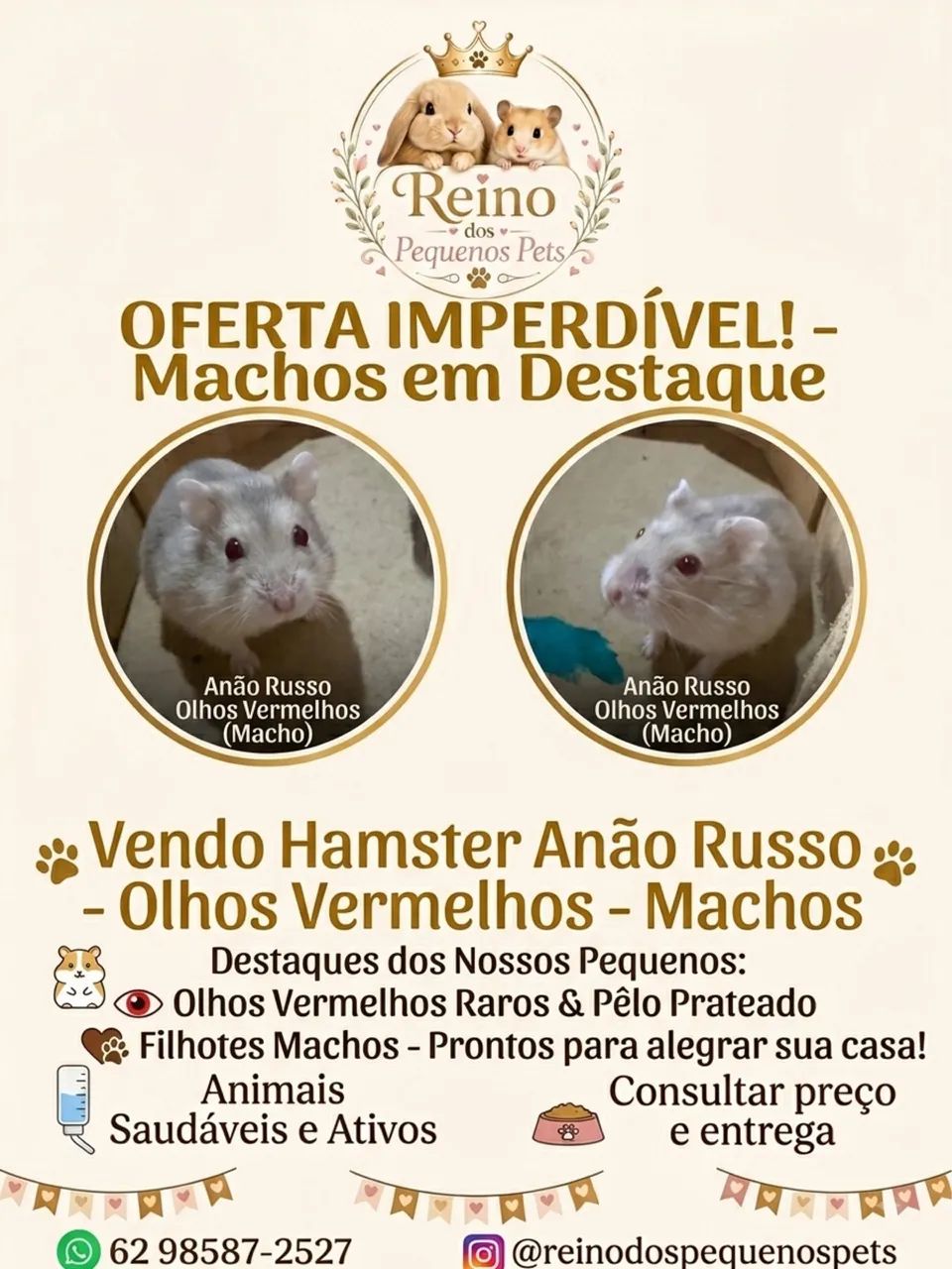 Hamster anão russo olhos vermelhos 