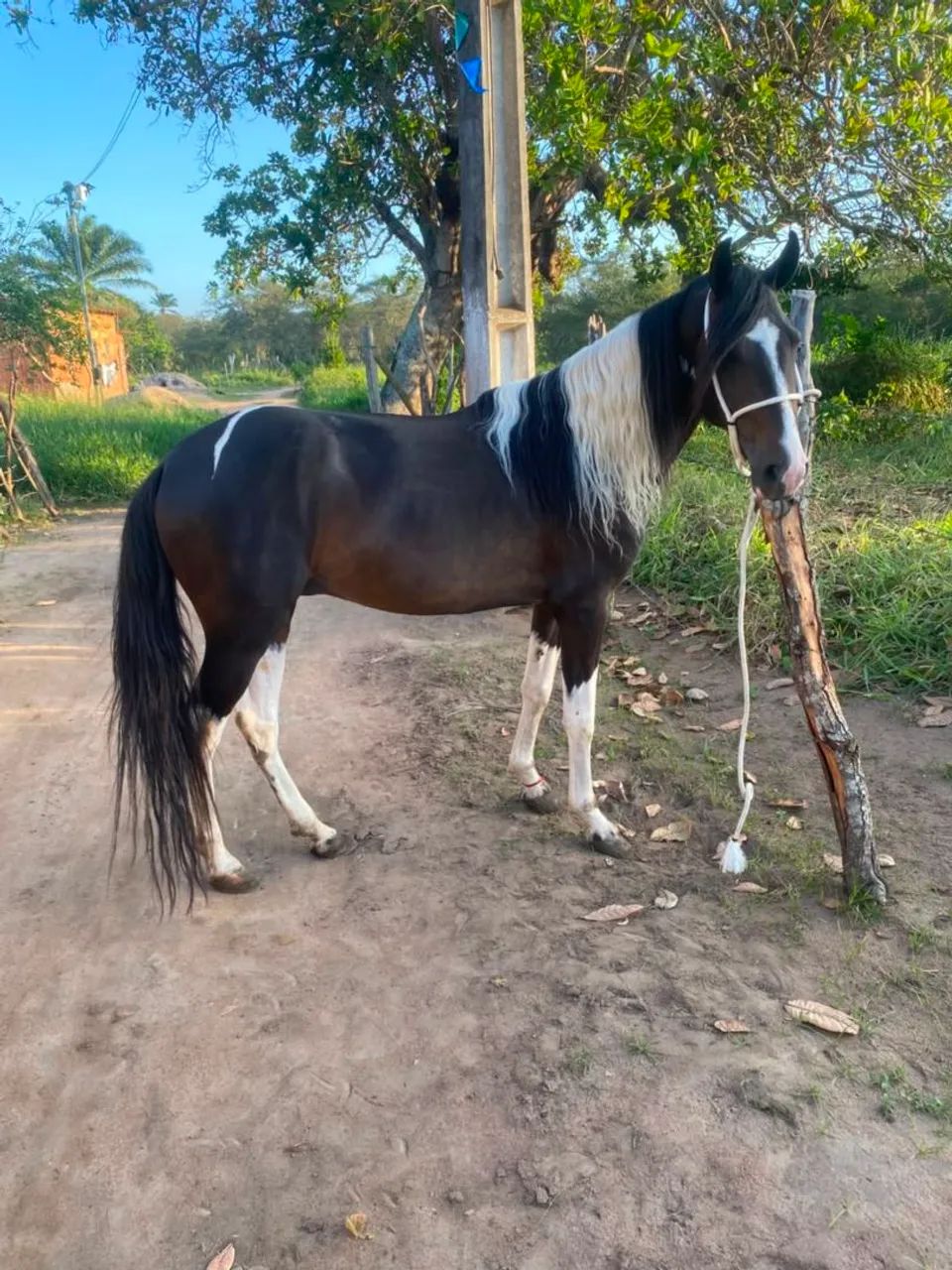 Potro  - Foto 2