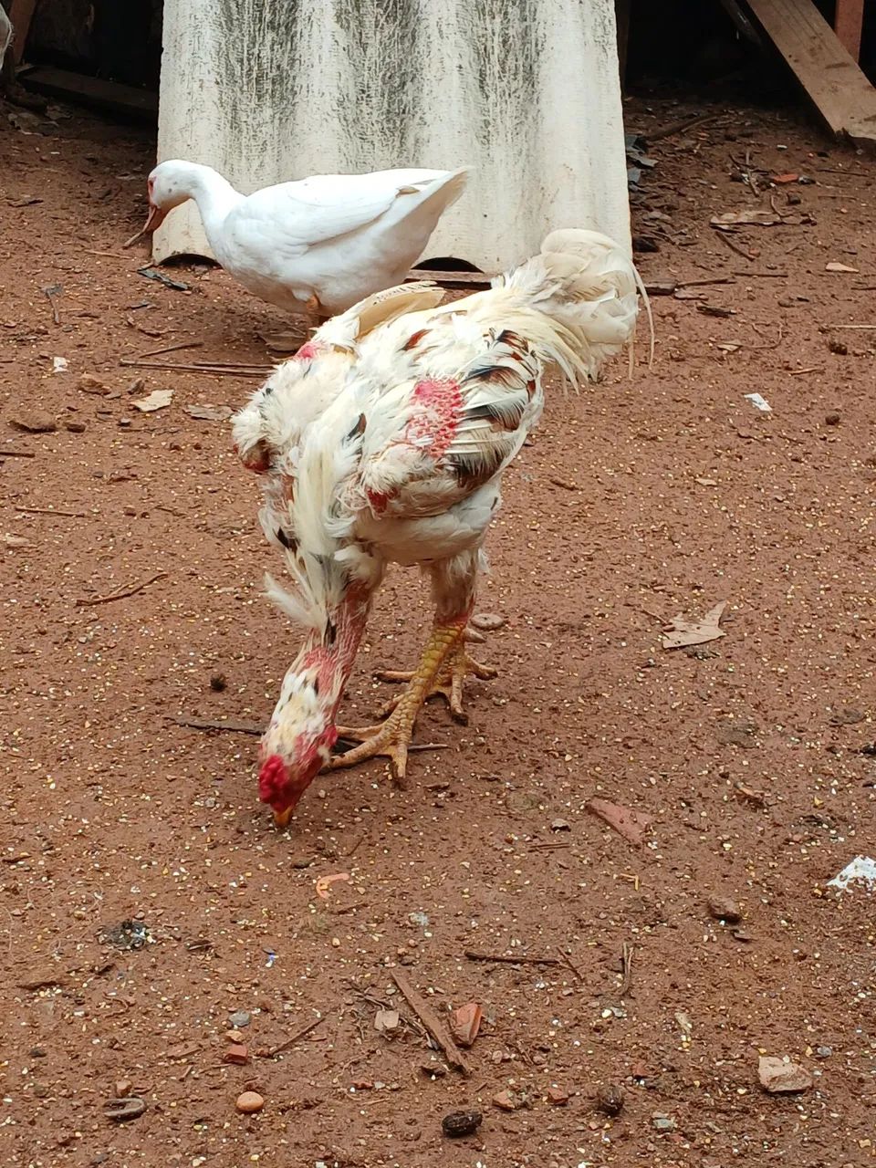 Galinha índio  - Foto 4