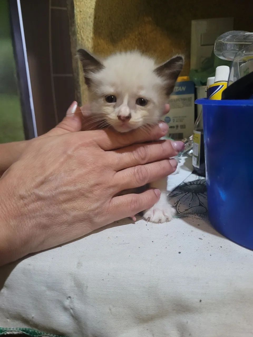 Lindos gatinhos  - Foto 4