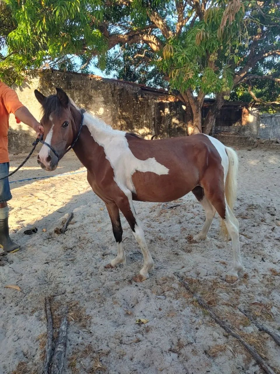 Égua PÔNEI (pampa de castanho)