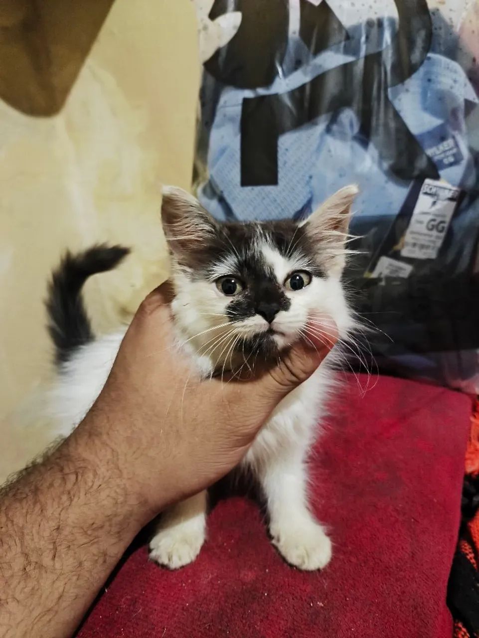 ADOÇÃO DE GATA - Foto 5