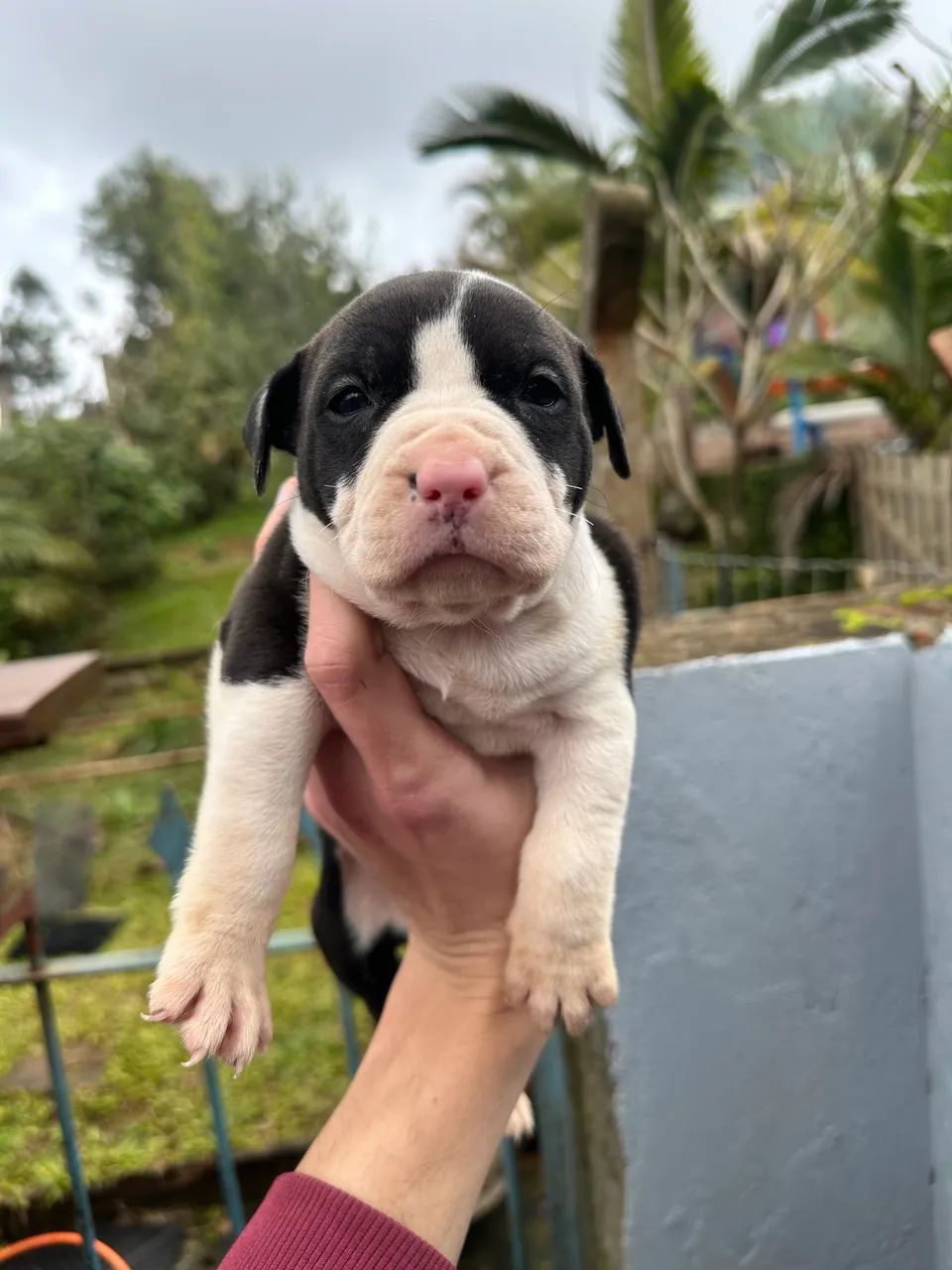 Pitbull AMSTAFF - Foto 4