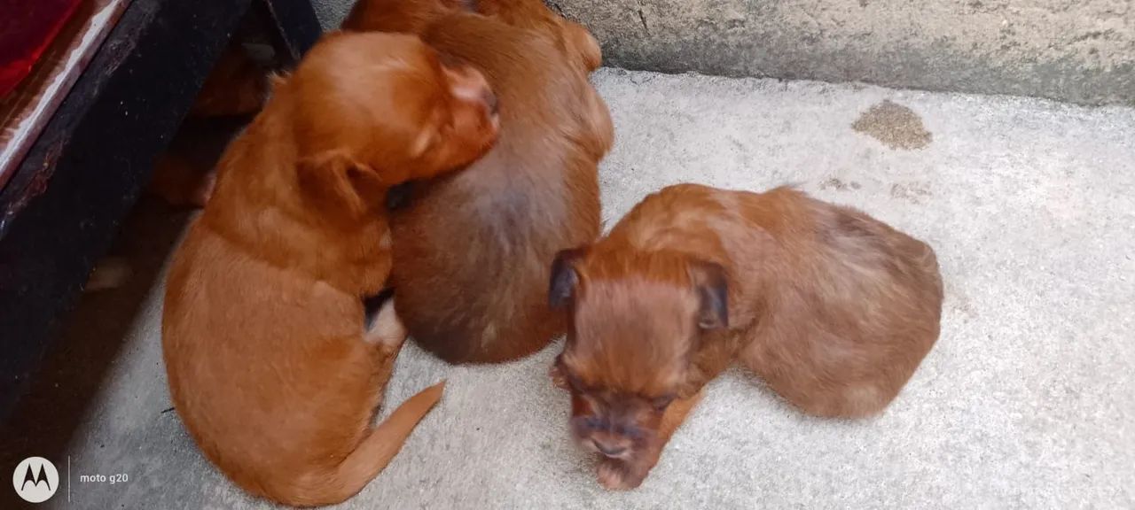 Vende - se  Filhotes de Poodle  - Foto 2