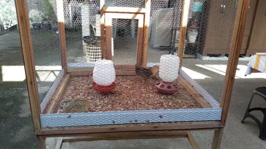 Casa de madeira telada para codorna com 3 codornas  - Foto 4