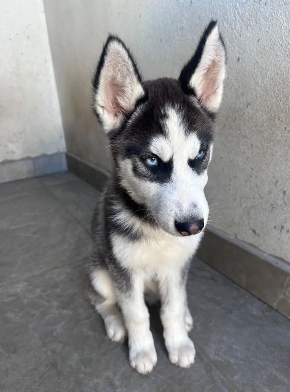 Filhotes de Husky Siberiano