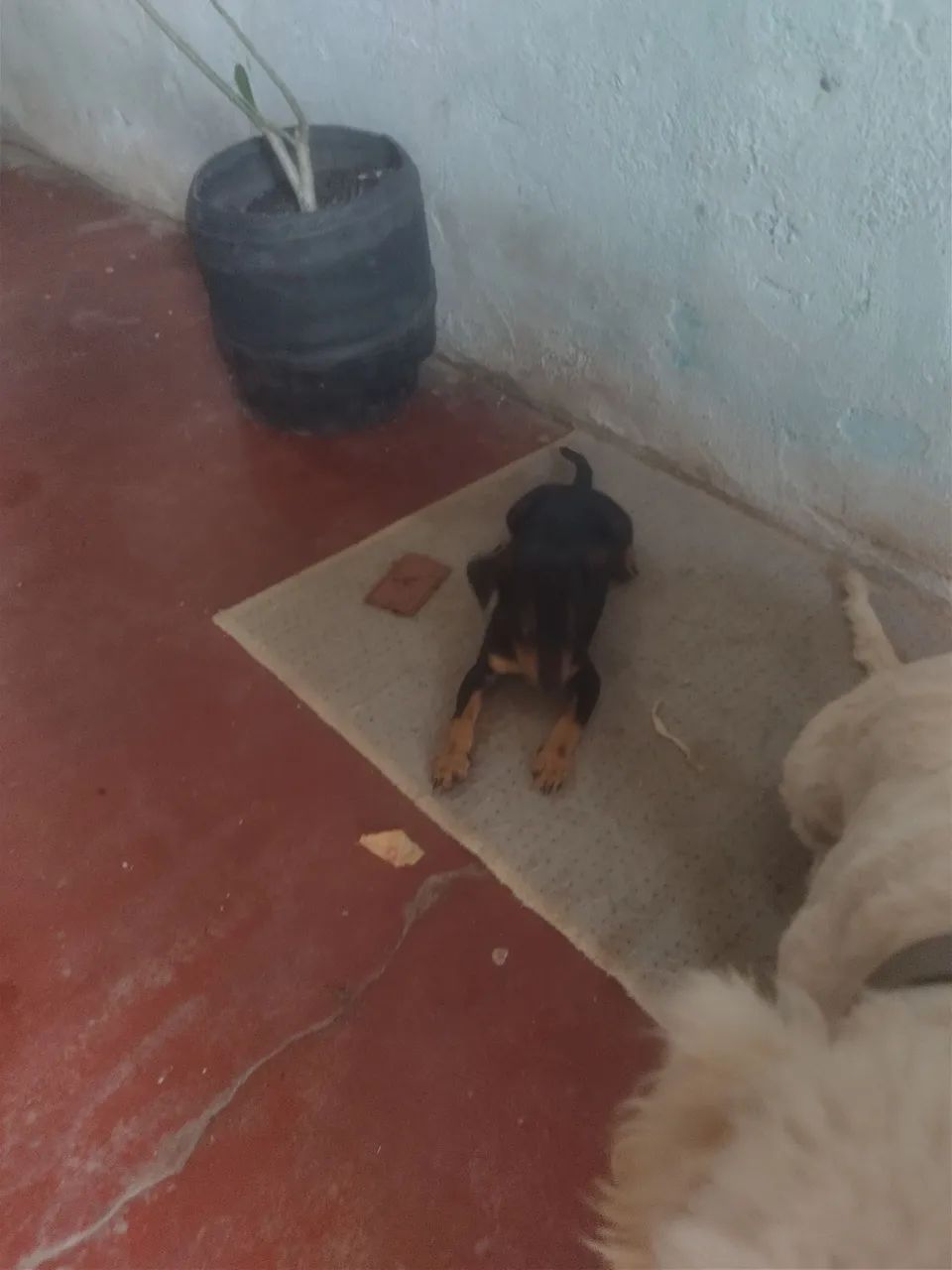 Cachorro pinscher fêmea numero 1 - Foto 4
