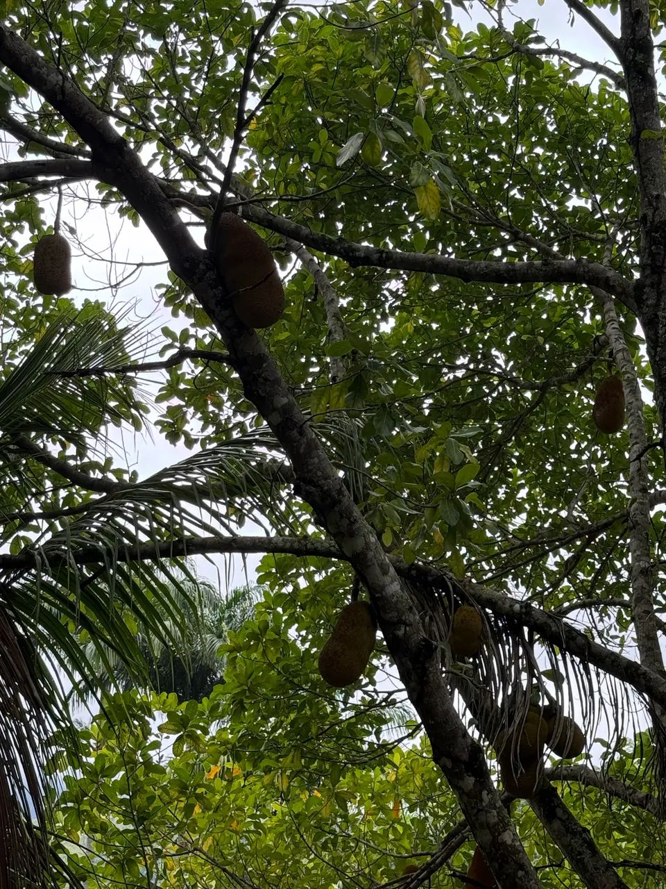 100 jaca mole - Foto 4