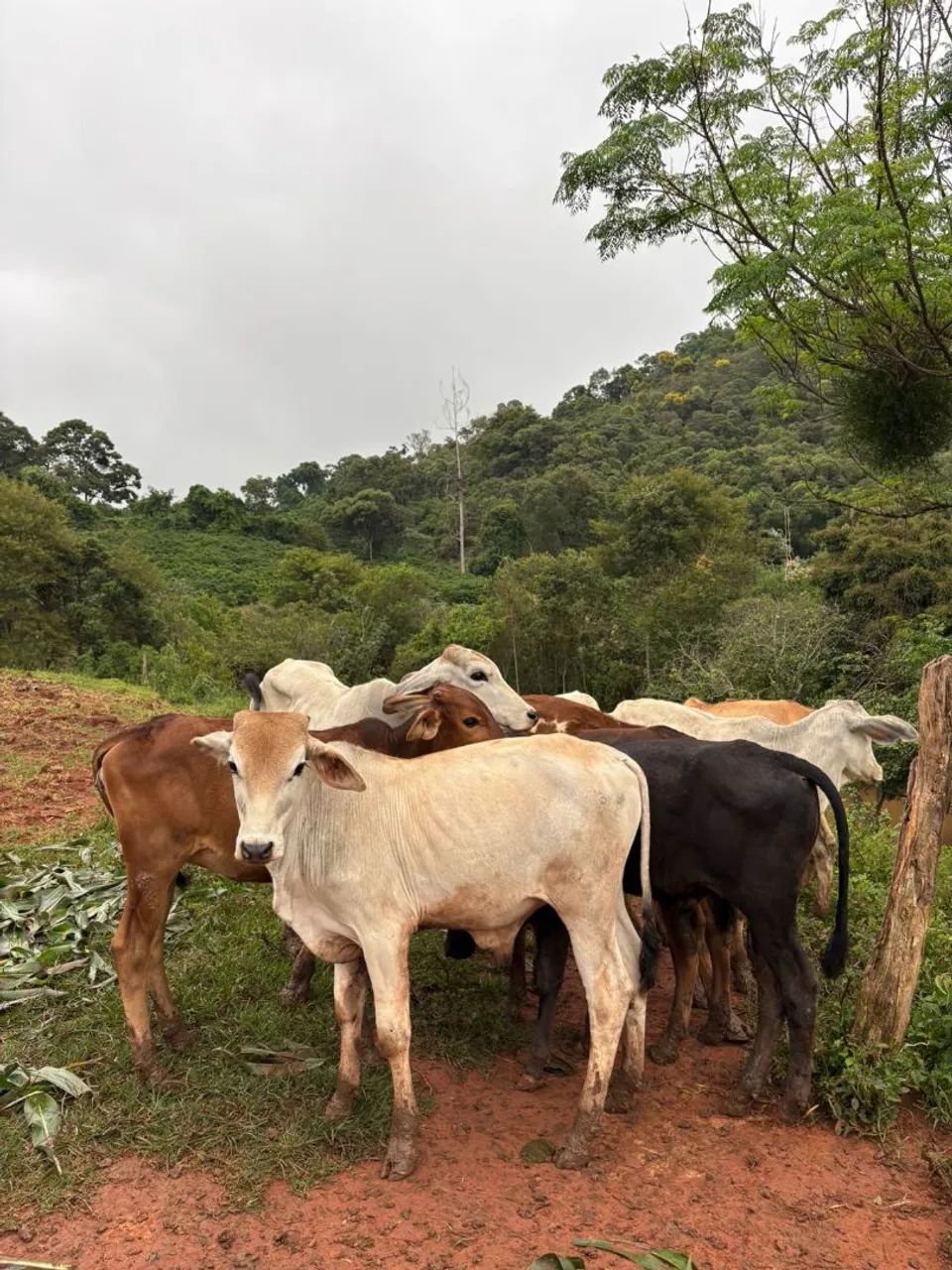 Bezerros á venda  - Foto 6