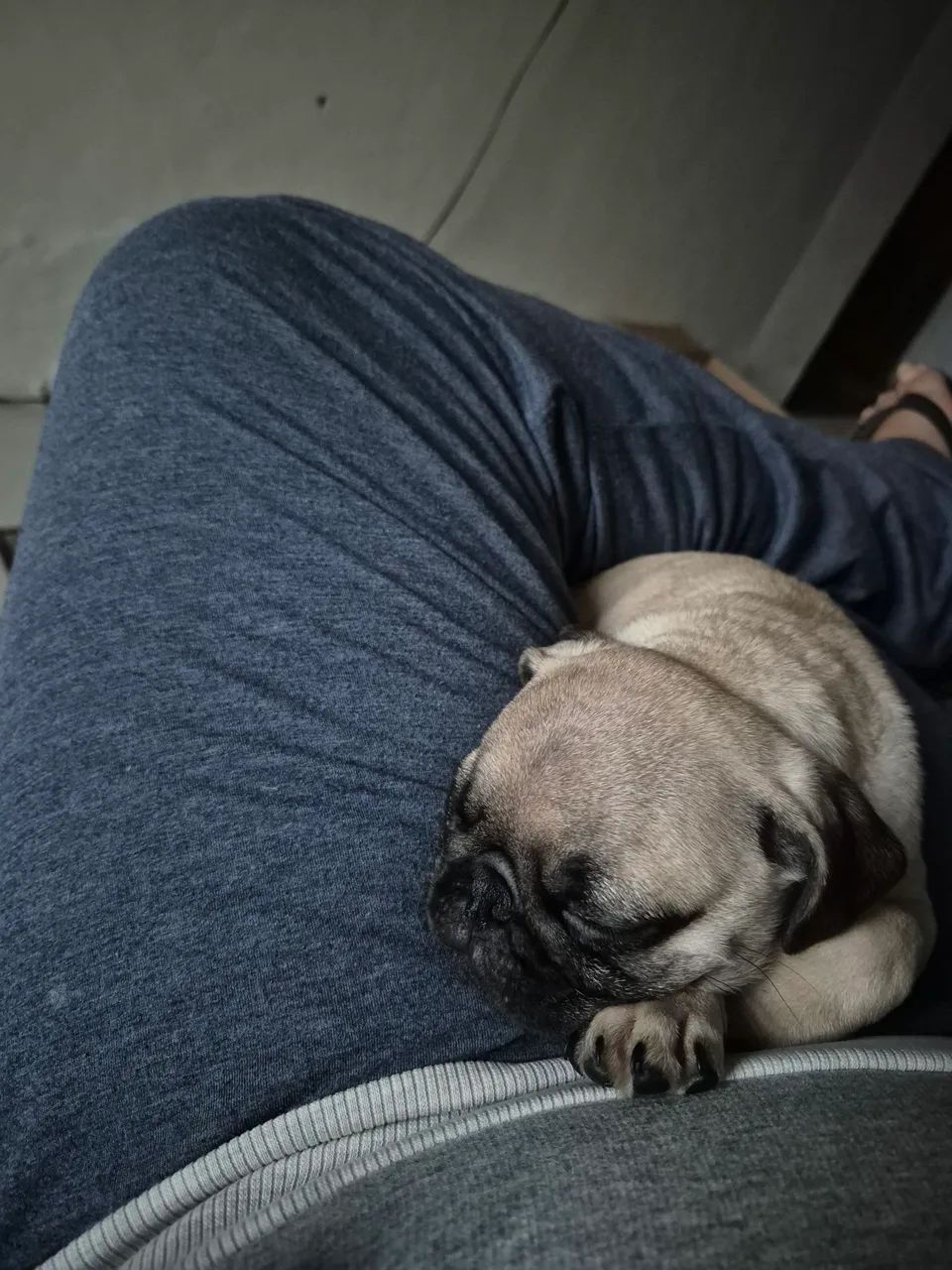 Pug com todas as vacinas. - Foto 5